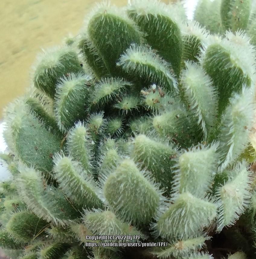 Photo of Rosularia (Prometheum chrysanthum subsp. chrysanthum) uploaded by FPF