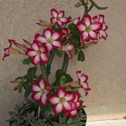 Location: Tampa, Florida
Date: 2022-05-07
MD Addie, my very first adenium. Hubby and DD gave her to me in 2