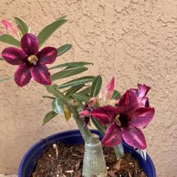 Location: Tampa, Florida
Date: 2022-05-07
My MD 2022 grafted desert rose.