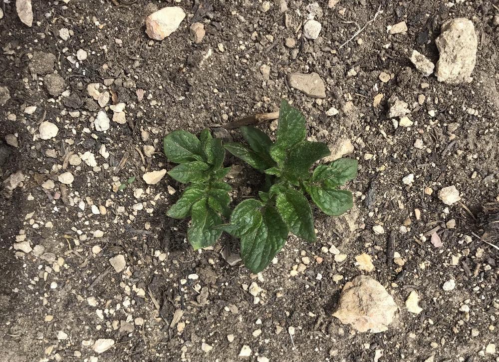 Photo of Potatoes (Solanum tuberosum) uploaded by Johannian