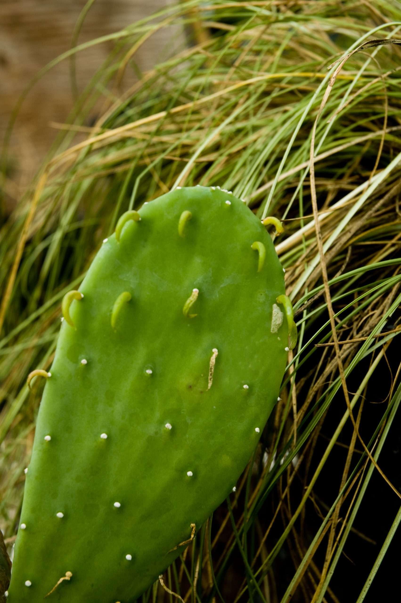Photo of Spineless Prickly Pear (Opuntia engelmannii var. lindheimeri 'Ellisiana') uploaded by Joy