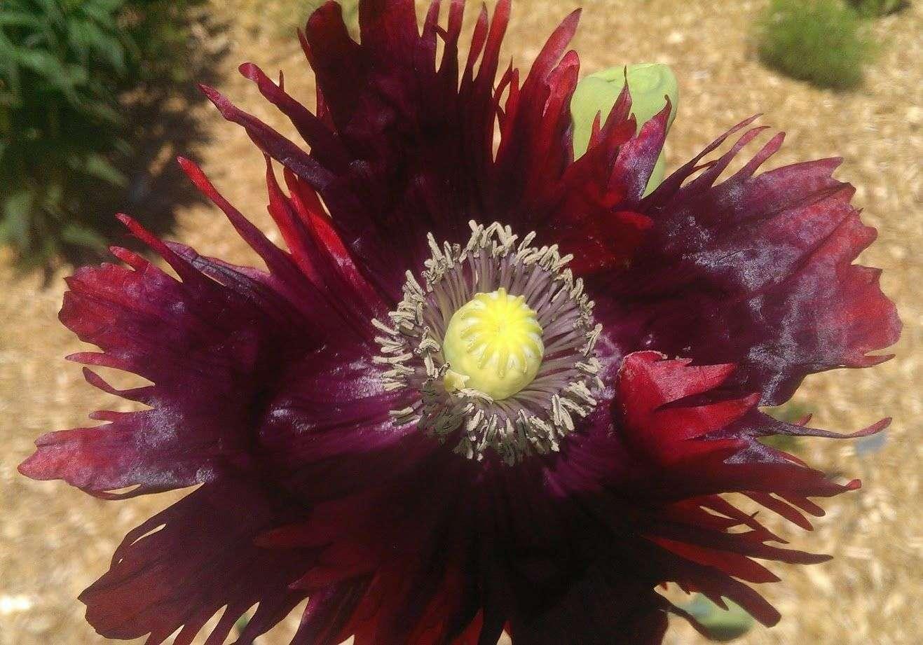 Photo of Breadseed Poppy (Papaver somniferum 'Drama Queen') uploaded by Joy