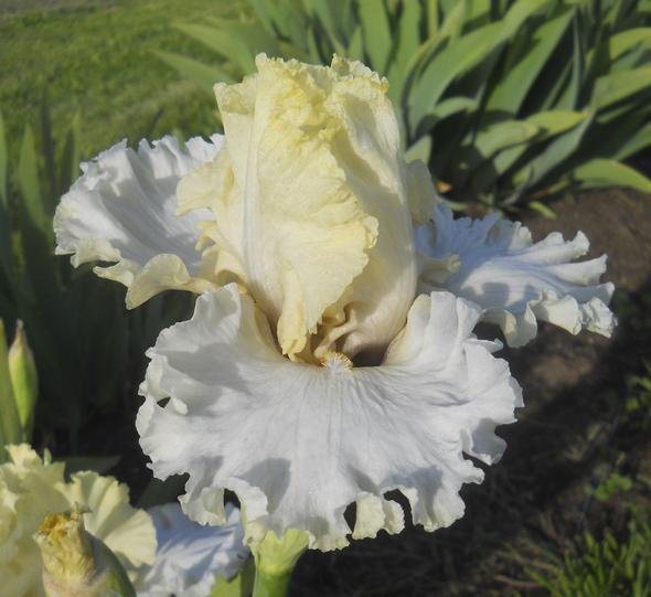 Photo of Tall Bearded Iris (Iris 'Frozen Margarita') uploaded by TBManOR