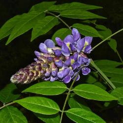 Location: Botanical Gardens of the State of Georgia...Athens, Ga
Date: 2022-04-26
Wisteria Bloom Beginning To Open 009