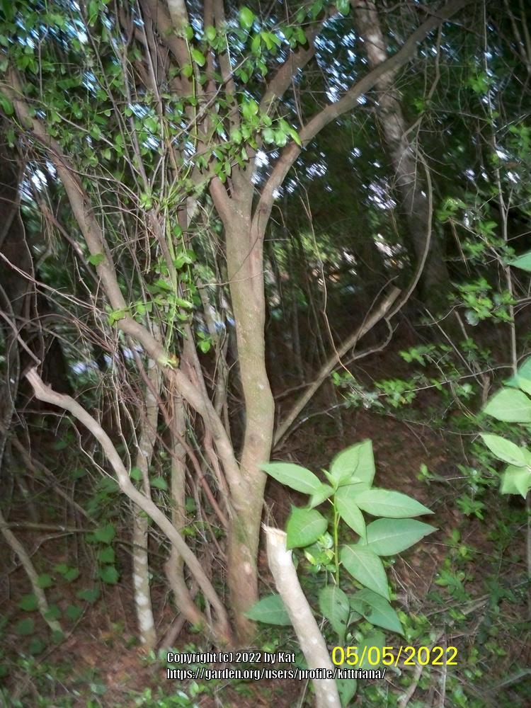 Photo of Farkleberry (Vaccinium arboreum) uploaded by kittriana