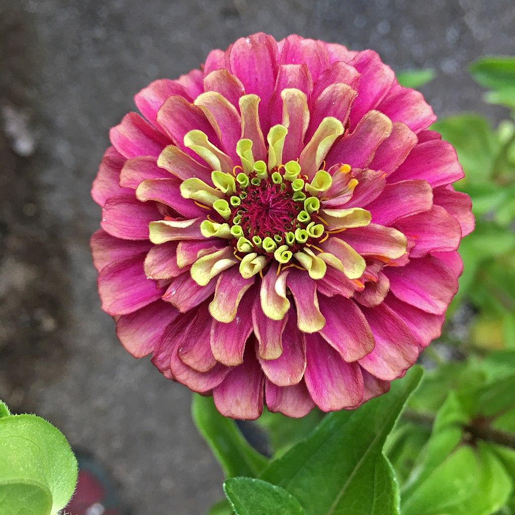 Photo of Zinnia (Zinnia elegans 'Queen Red Lime') uploaded by robertduval14