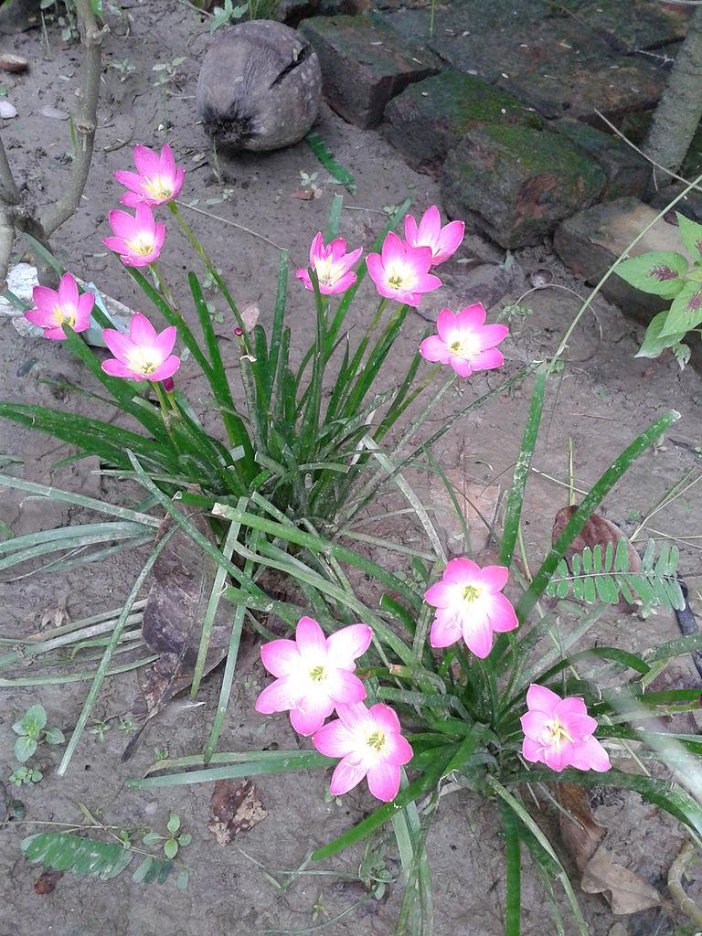 Photo of Zephyr Lily (Zephyranthes rosea) uploaded by robertduval14