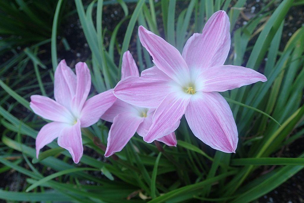 Photo of Rain Lily (Zephyranthes 'Pink Panther') uploaded by robertduval14