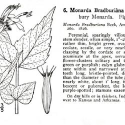 
Date: c. 1913
illustration from Britton and Brown's 'An illustrated Flora of th