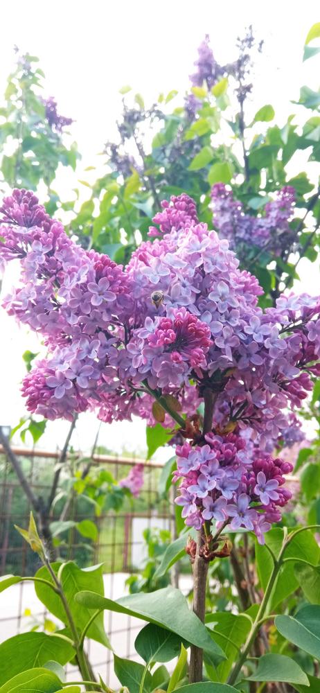Photo of Common Lilac (Syringa vulgaris) uploaded by Aamie