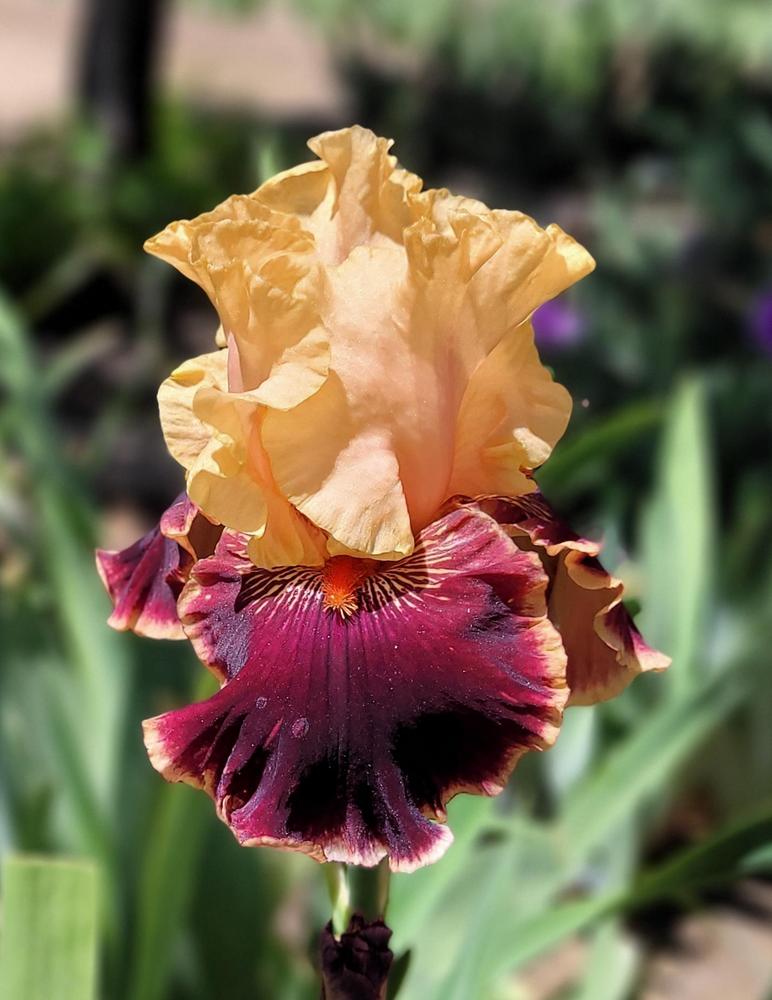 Photo of Tall Bearded Iris (Iris 'Glamour Pants') uploaded by Bitoftrouble