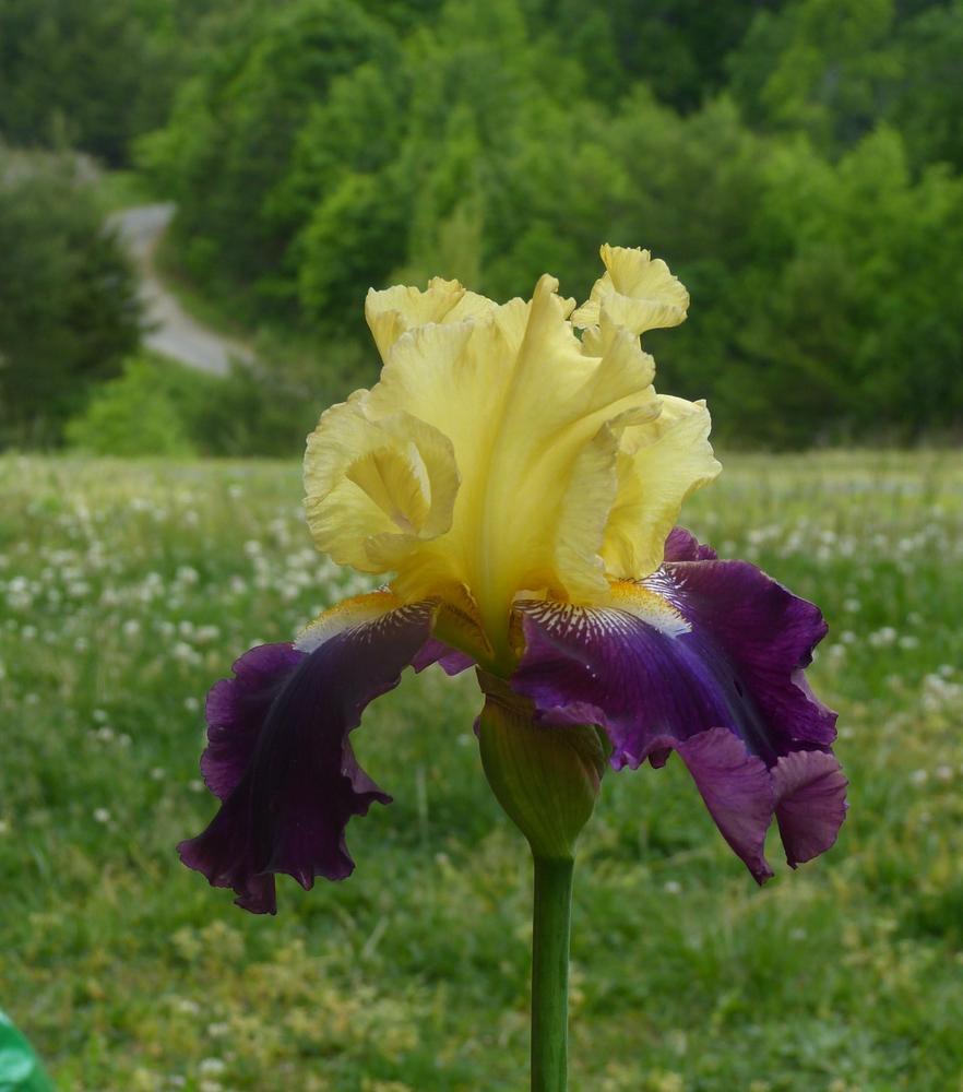 Photo of Tall Bearded Iris (Iris 'Jamaican Dream') uploaded by CarolDravenack