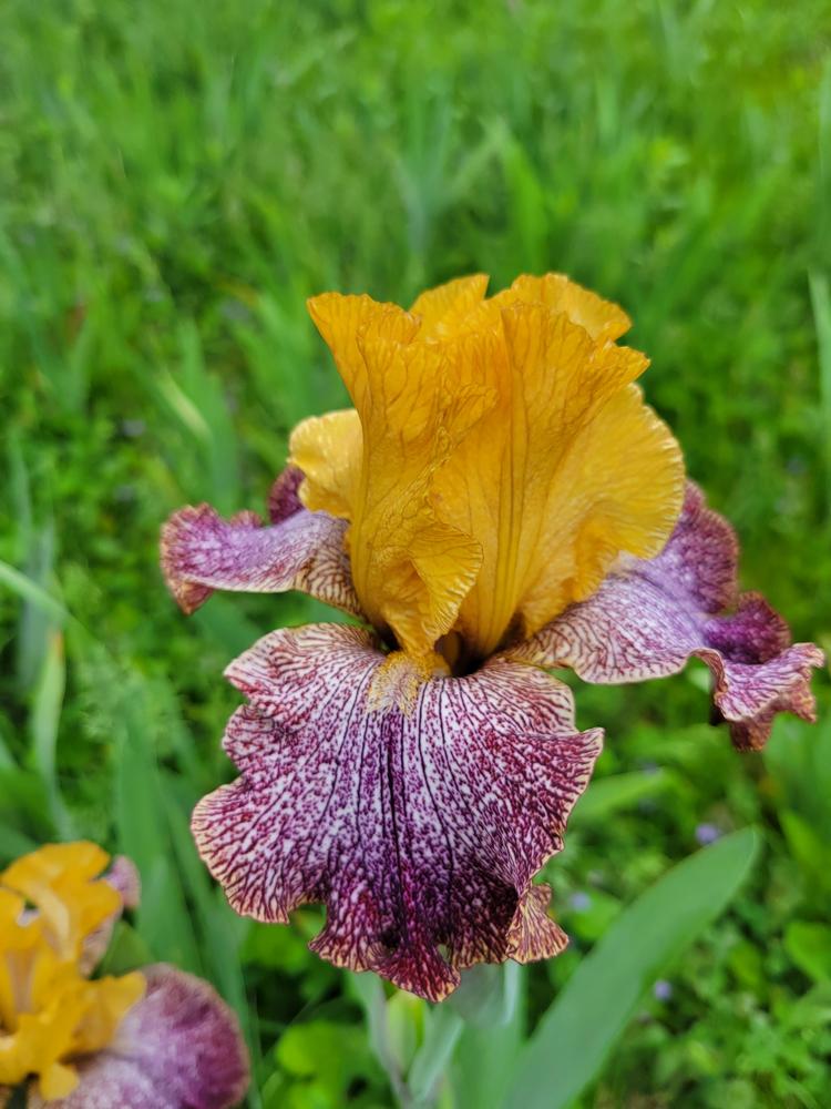 Photo of Tall Bearded Iris (Iris 'Temporal Anomaly') uploaded by KyDeltaD
