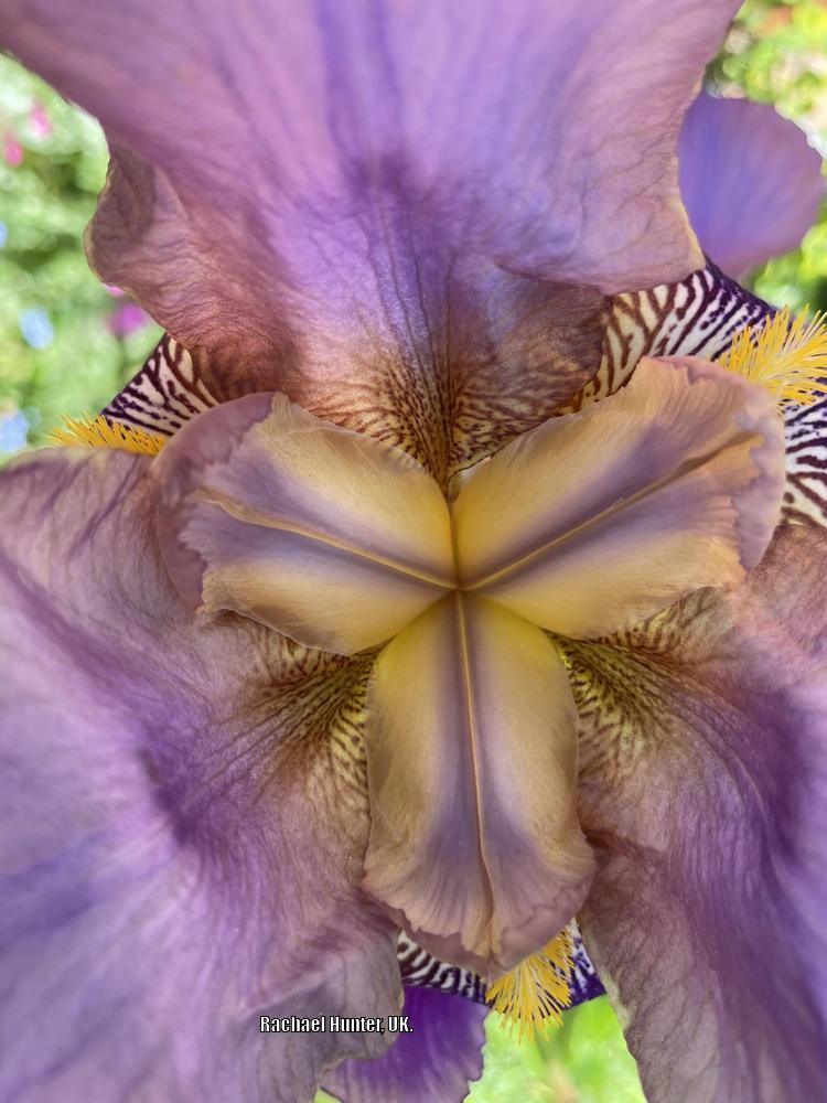 Photo of Tall Bearded Iris (Iris 'Lent A. Williamson') uploaded by RachaelHunter