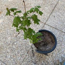 Location: Irvine, California, USA
Date: May 6 2022
a young Chalk Maple growing in a pot in southern california