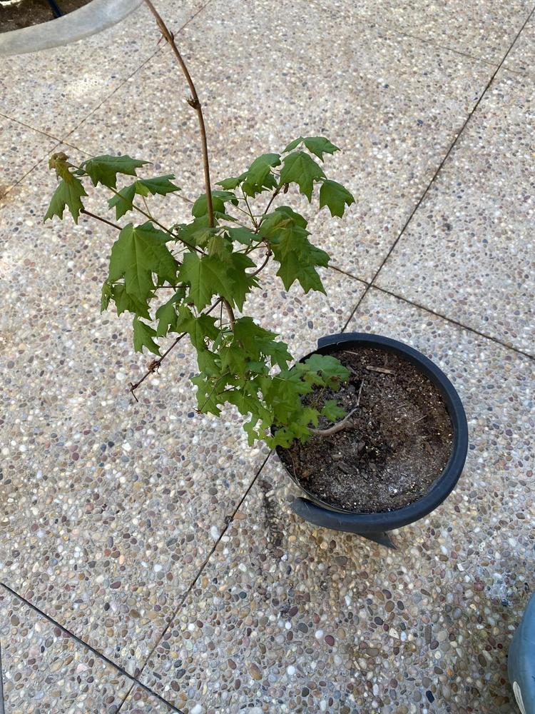 Photo of Chalk Maple (Acer leucoderme) uploaded by SoumilY