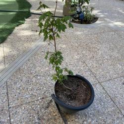Location: Irvine, California, USA
Date: May 6 2022
a young chalk maple, sourced from south carolina, growing in sout