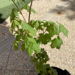 Location: Irvine, California, USA
Date: May 6 2022
a young Chalk Maple growing in southern california