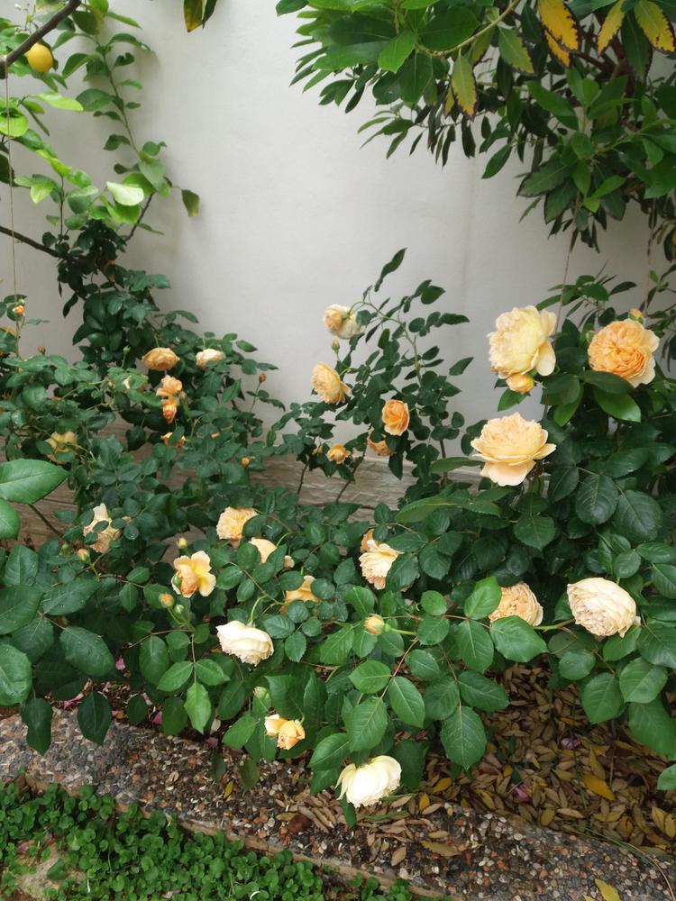 Photo of English Shrub Rose (Rosa 'Crown Princess Margareta') uploaded by antmur25