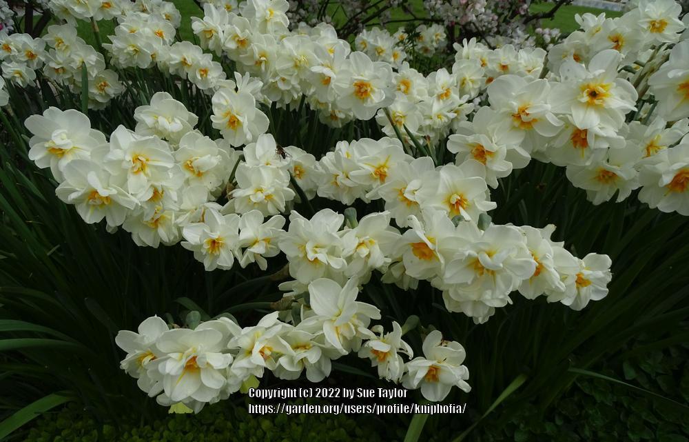 Photo of Double Daffodil (Narcissus 'Sir Winston Churchill') uploaded by kniphofia