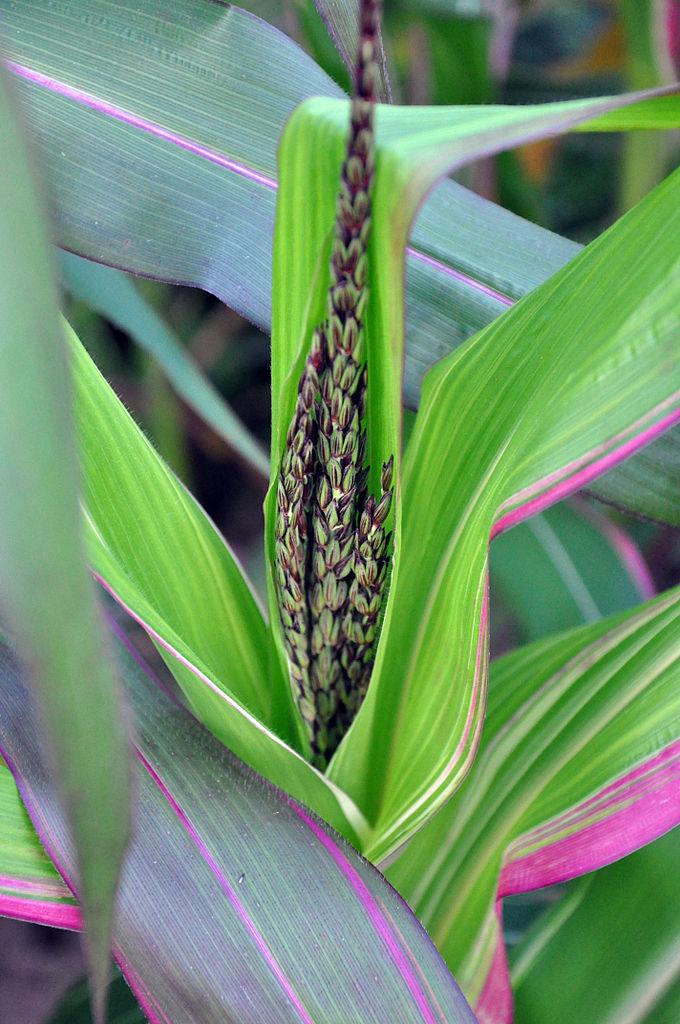 Photo of Flint Corn (Zea mays subsp. mays 'Japonica Striped') uploaded by robertduval14