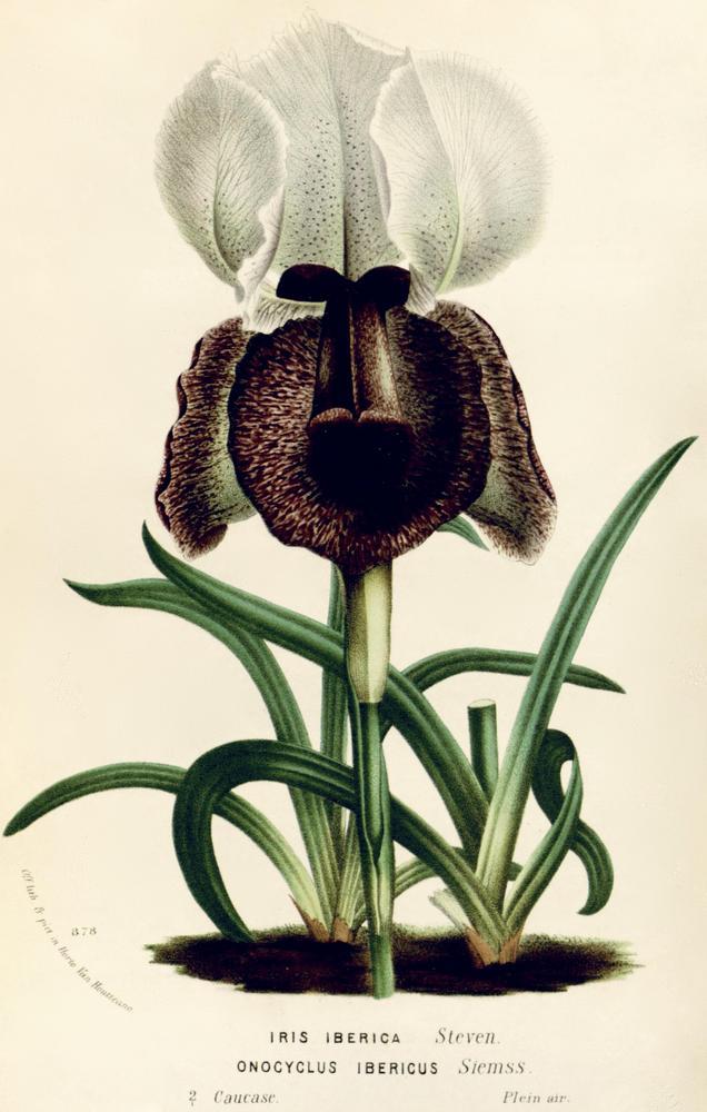 Photo of Species Iris (Iris iberica) uploaded by scvirginia