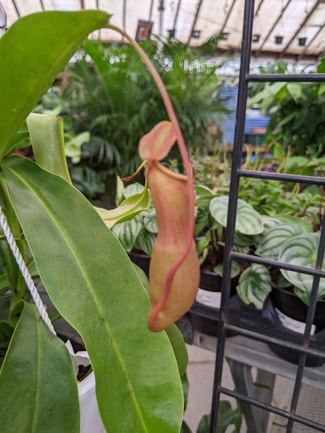 Photo of Winged Pitcher Plant (Nepenthes alata) uploaded by Joy