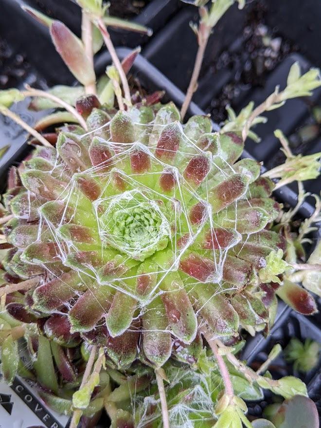 Photo of Hen and Chicks (Sempervivum 'Forest Frost') uploaded by Joy