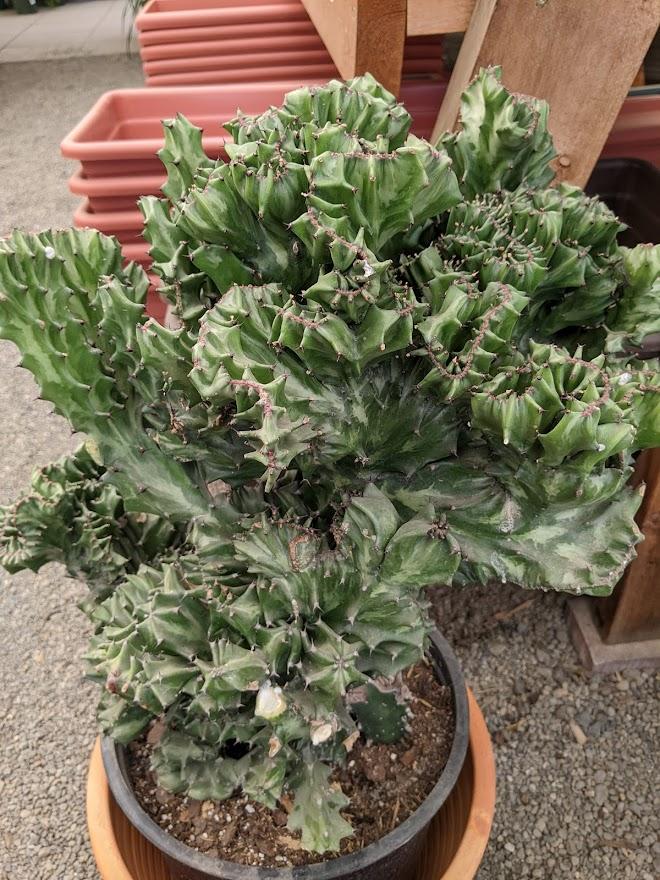 Photo of Elkhorn (Euphorbia lactea 'Cristata') uploaded by Joy