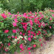 hedge of 12 knockout rose plants, pruned each January to 4-ft tal