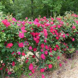 Location: my garden in Dawsonville, GA (zone 7b north Geogia mountains)
Date: 2022-05-09
hedge of 12 knockout rose plants, pruned each January to 4-ft tal