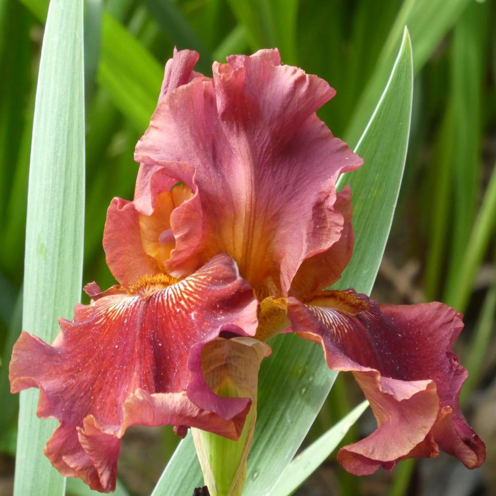 Photo of Tall Bearded Iris (Iris 'Play with Fire') uploaded by LoriMT