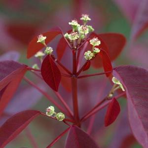 Close-up image of Burgundy Wine Caribbean Copper Plant flowers (E