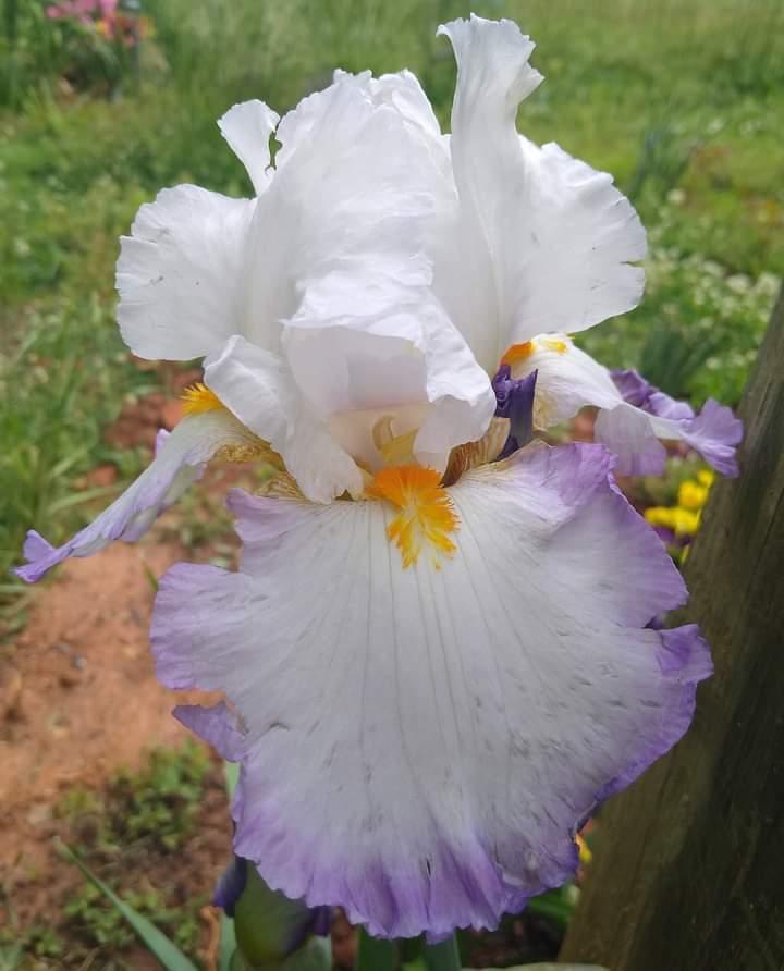 Photo of Tall Bearded Iris (Iris 'Starting Fresh') uploaded by UndyingLight