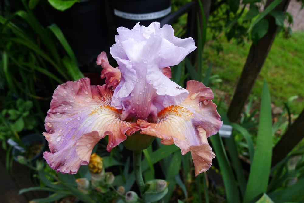 Photo of Tall Bearded Iris (Iris 'Power of Dreams') uploaded by janwax