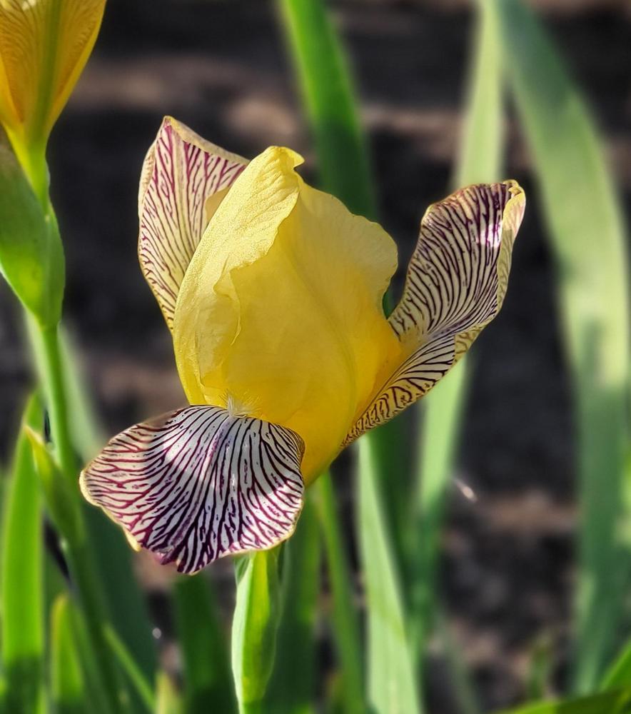 Photo of Miniature Tall Bearded Iris (Iris 'Gracchus') uploaded by Bitoftrouble