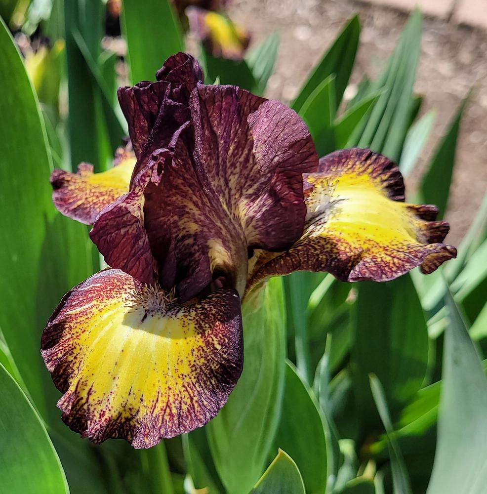 Photo of Standard Dwarf Bearded Iris (Iris 'Boyish Charm') uploaded by Bitoftrouble