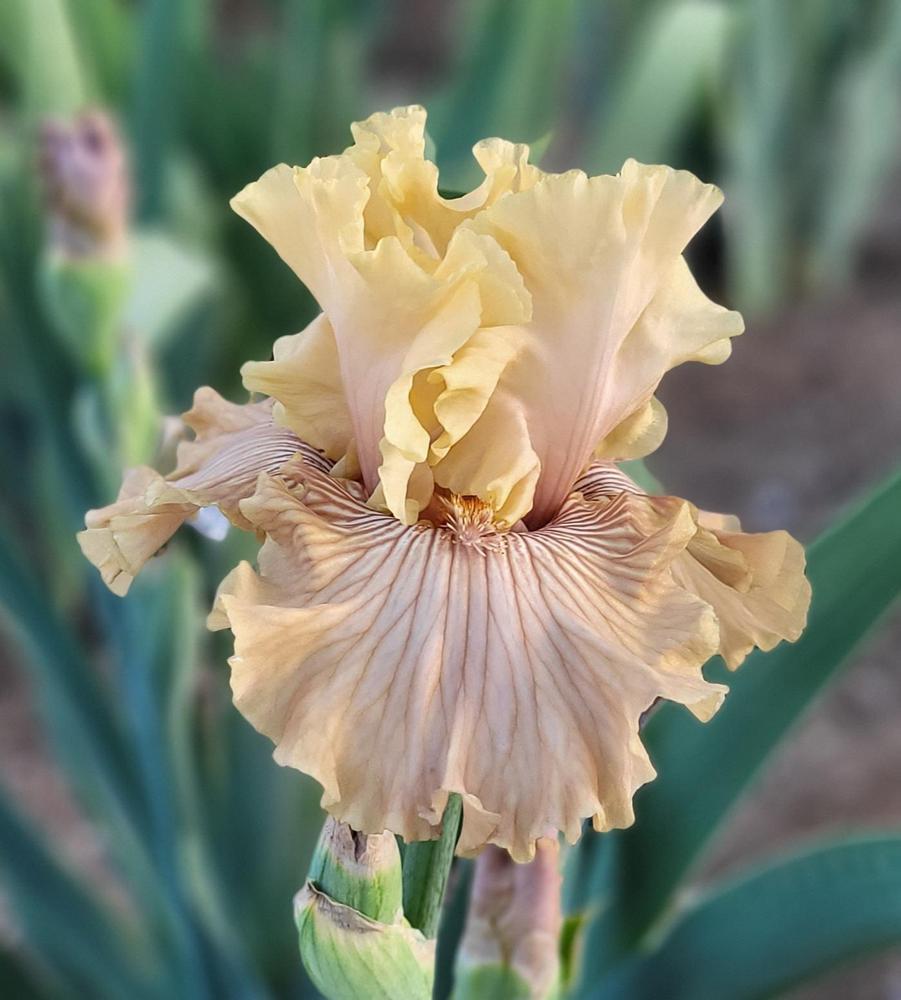 Photo of Tall Bearded Iris (Iris 'Just Crazy') uploaded by Bitoftrouble