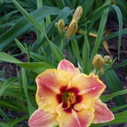 Location: Nocona,Texas zn.7 My gardens
Date: 2022-05-10
Very striking colors..always my 1st bloom each spring!