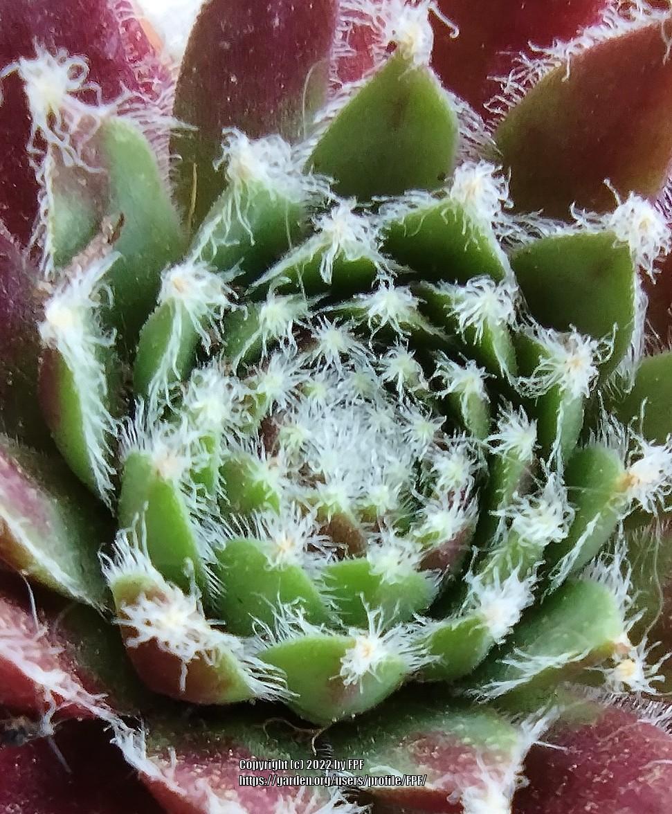 Photo of Hen and Chicks (Sempervivum 'Jeanne d'Arc') uploaded by FPF