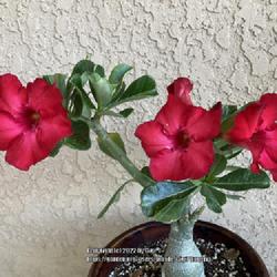Location: Tampa, Florida
Date: 2022-05-10
May 2022 bloom of my “red dragon” desert rose.