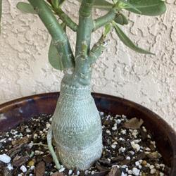 Location: Tampa, Florida
Date: 2022-05-10
Purchased late winter, this is grafted on a smaller caudex, most 