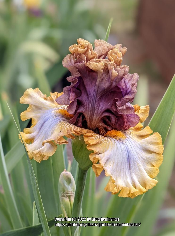 Photo of Tall Bearded Iris (Iris 'Mood Ring') uploaded by Gretchenlasater