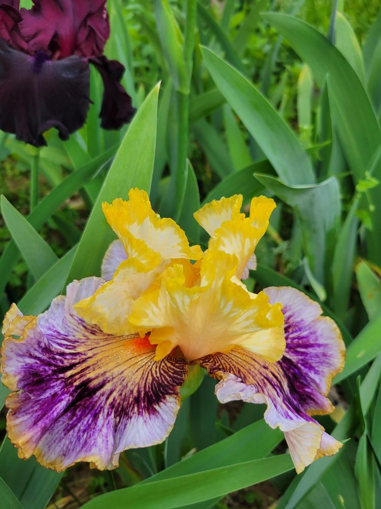 Photo of Tall Bearded Iris (Iris 'Controlled Chaos') uploaded by KyDeltaD