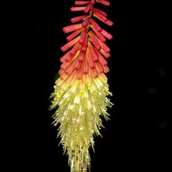 Location: Botanical Gardens of the State of Georgia...Athens, Ga
Date: 2022-05-10
Red Hot Poker 008