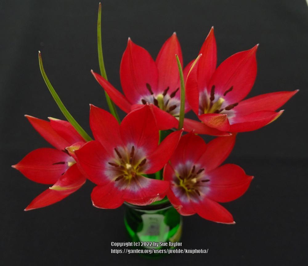 Photo of Species Hybrid Tulip (Tulipa 'Little Beauty') uploaded by kniphofia