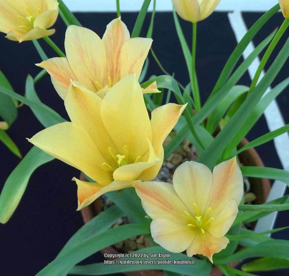 Photo of Batalin Botanical Tulip (Tulipa linifolia 'Bronze Charm') uploaded by kniphofia