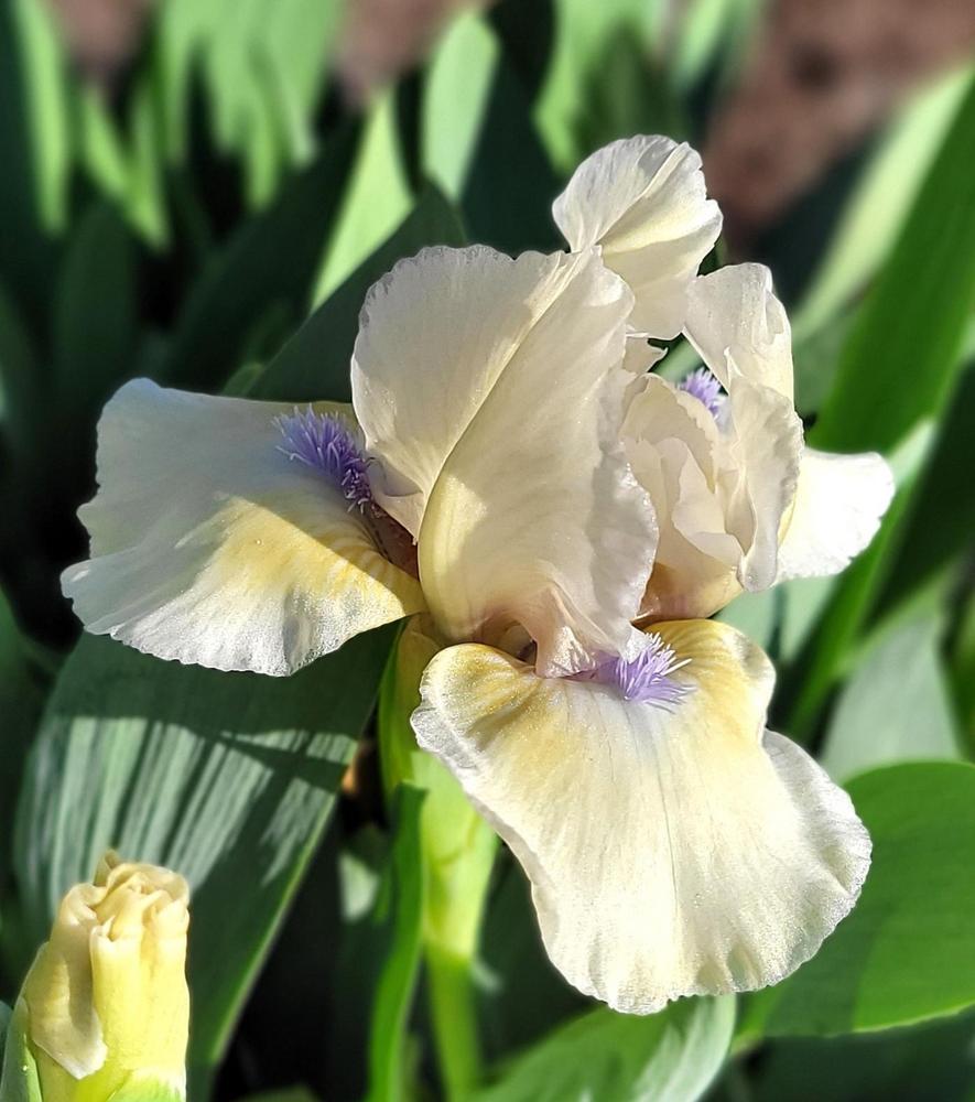 Photo of Standard Dwarf Bearded Iris (Iris 'Shock') uploaded by Bitoftrouble