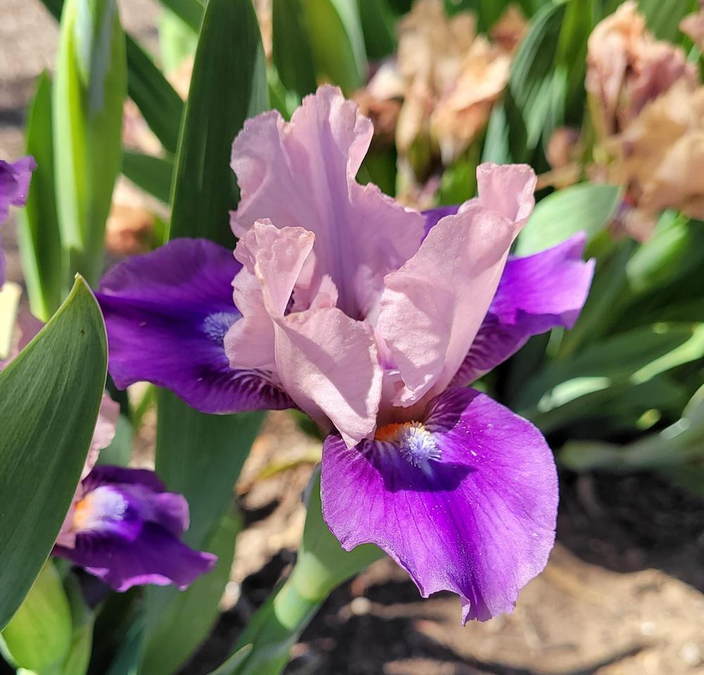 Photo of Standard Dwarf Bearded Iris (Iris 'Pause') uploaded by Bitoftrouble
