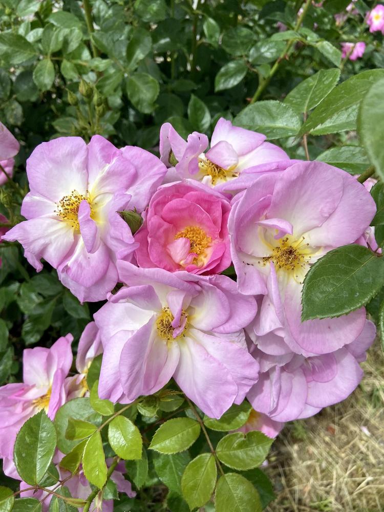 Photo of Rose (Rosa 'Erfurt') uploaded by Calif_Sue